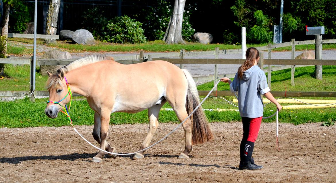 Fjordhest Elvis Killimanjaro - Den bedste<3 billede 1