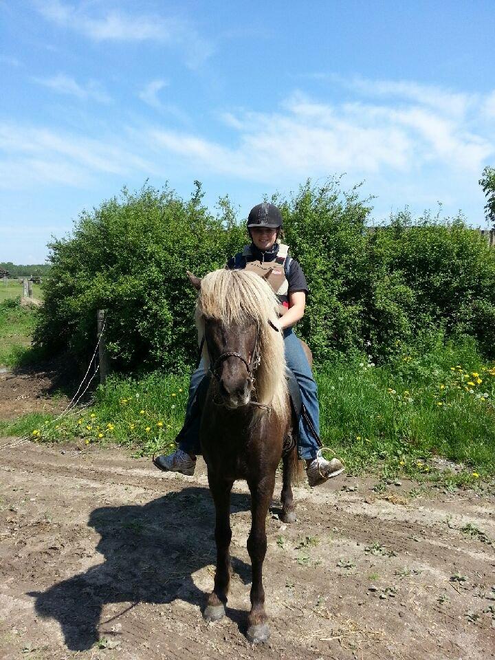 Islænder Jessi (Isle) - vores første ride tur hjemme billede 9