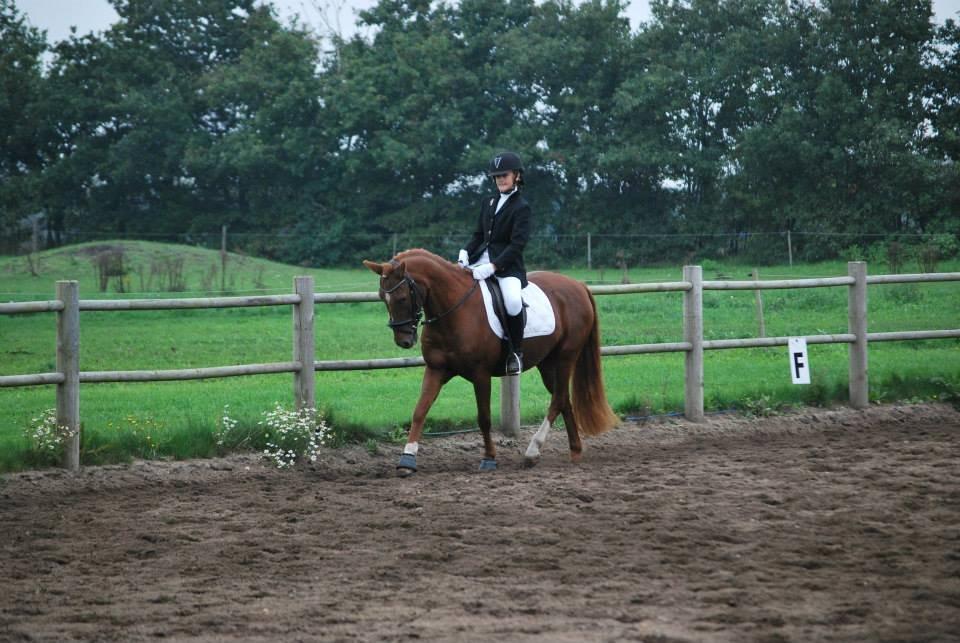 Anden særlig race Cody. billede 10