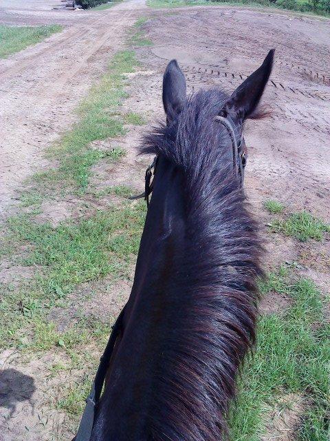 Dansk Varmblod Lukas (tidligere hest)  billede 1