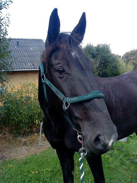 Dansk Varmblod Lukas (tidligere hest)  billede 2