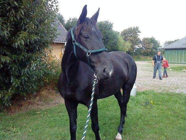 Dansk Varmblod Lukas (tidligere hest)  billede 3