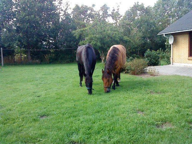 Dansk Varmblod Lukas (tidligere hest)  billede 4