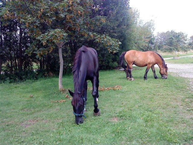 Dansk Varmblod Lukas (tidligere hest)  billede 5