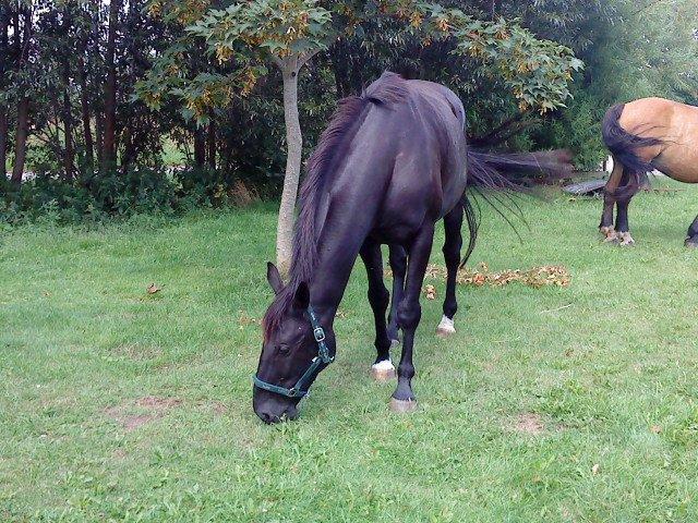 Dansk Varmblod Lukas (tidligere hest)  billede 6