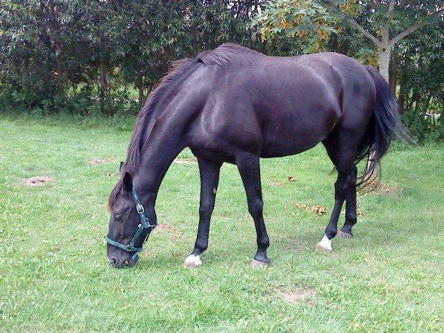 Dansk Varmblod Lukas (tidligere hest)  billede 7