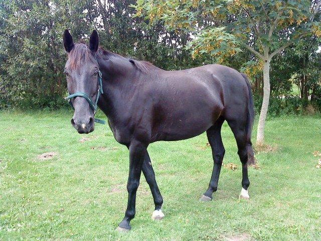 Dansk Varmblod Lukas (tidligere hest)  billede 8