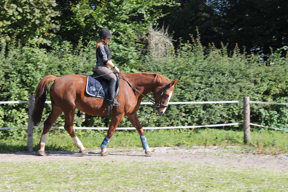 Anden særlig race Isabella (Issa) <3 Solgt :'( billede 13