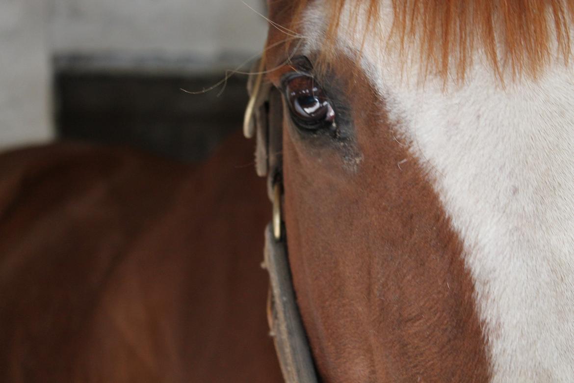 Anden særlig race Isabella (Issa) <3 Solgt :'( billede 7