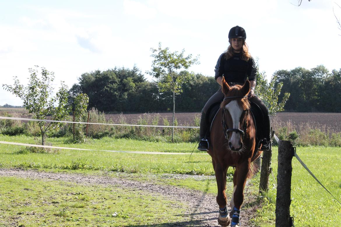 Anden særlig race Isabella (Issa) <3 Solgt :'( billede 17