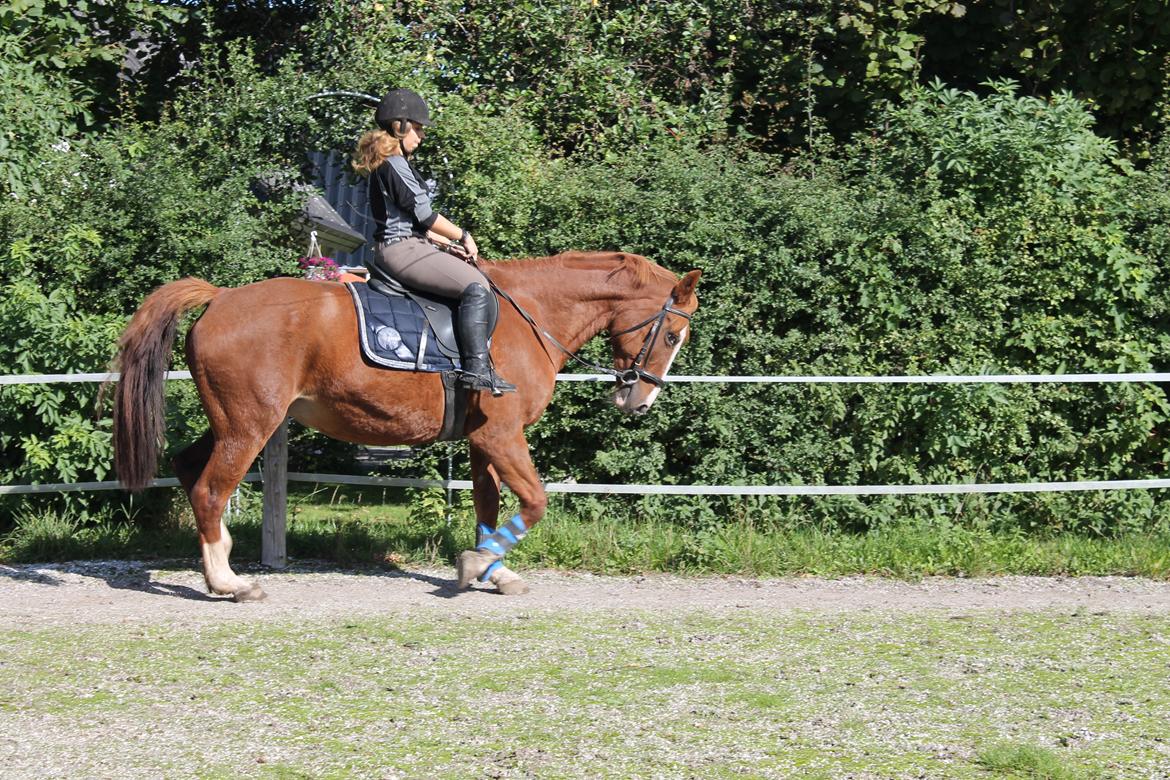 Anden særlig race Isabella (Issa) <3 Solgt :'( billede 28