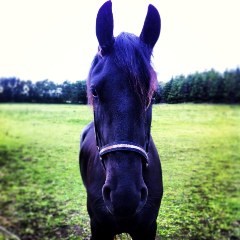 Frieser Claudia billede 4