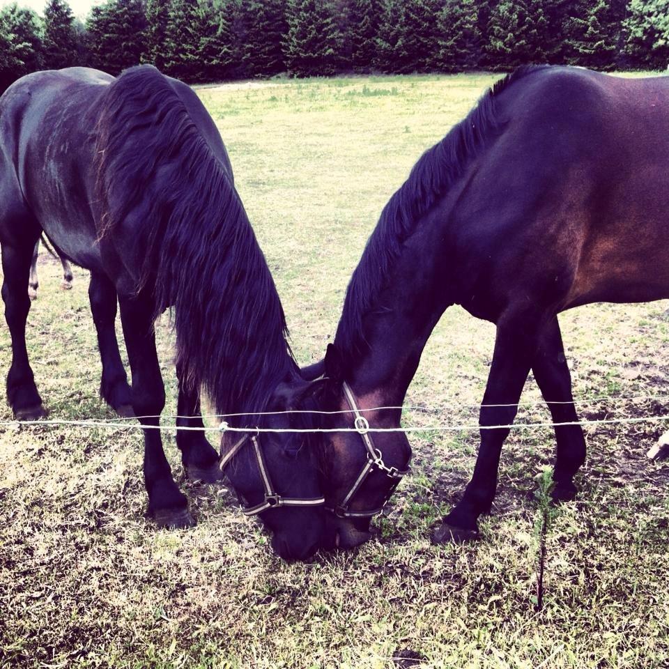 Frieser Claudia billede 6