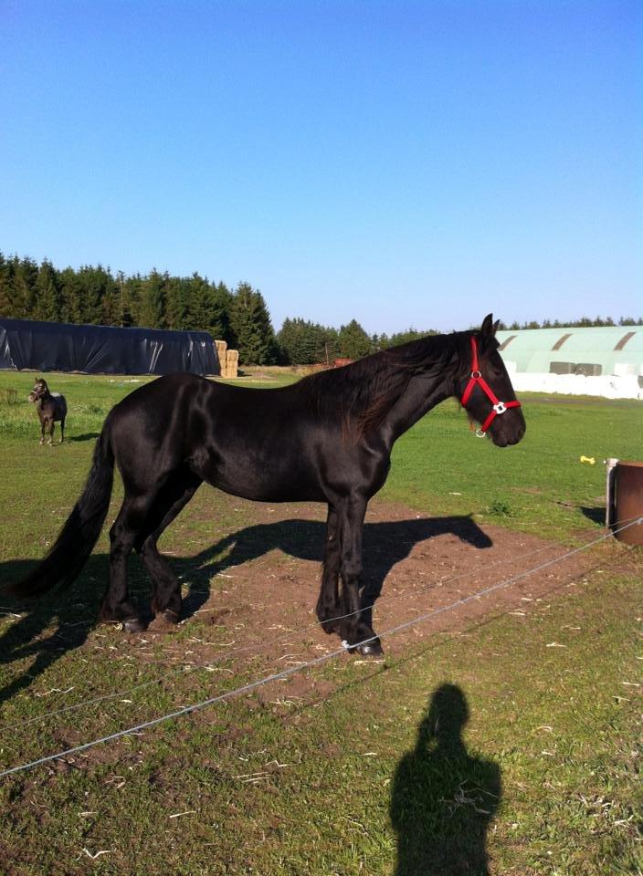 Frieser Claudia billede 7