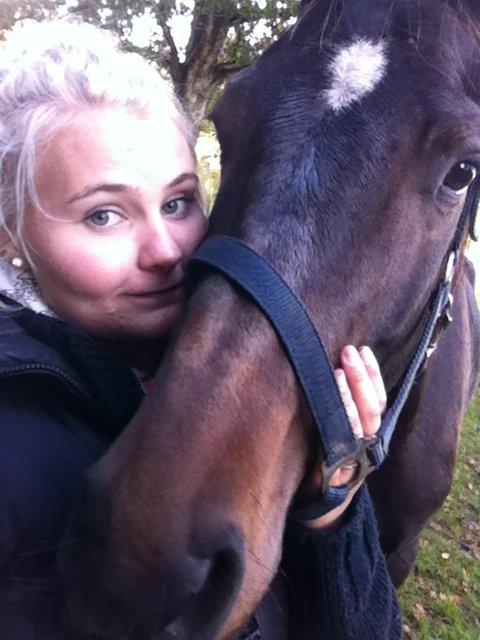 Dansk Varmblod Baunehøjens Samour billede 2