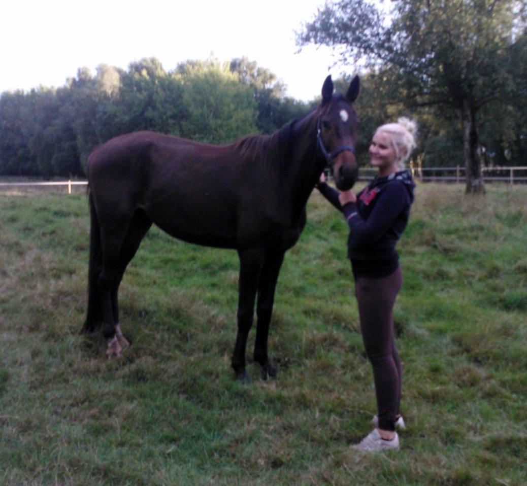 Dansk Varmblod Baunehøjens Samour billede 3