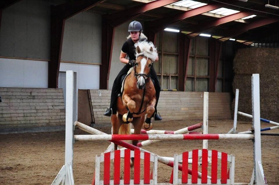 Haflinger Baflo af Brunbjerg - Avlshingst billede 12