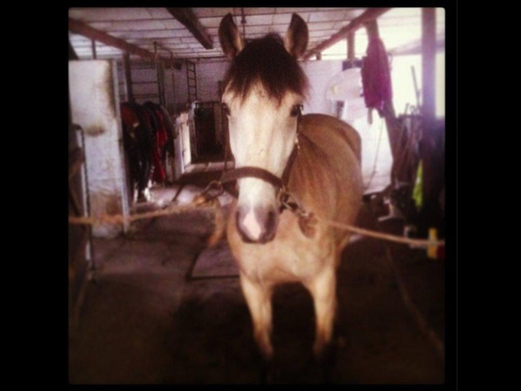 Welsh Pony (sec B) Wayn -tidligere tilridningshest - står og venter på at blive sadlet op :) billede 2