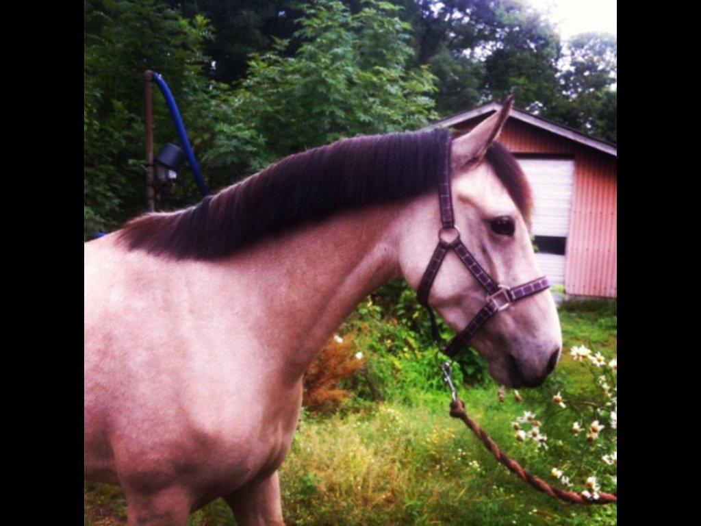 Welsh Pony (sec B) Wayn -tidligere tilridningshest - lige fået rykket man billede 3