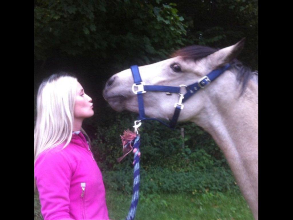 Welsh Pony (sec B) Wayn -tidligere tilridningshest - mysser <3 billede 4