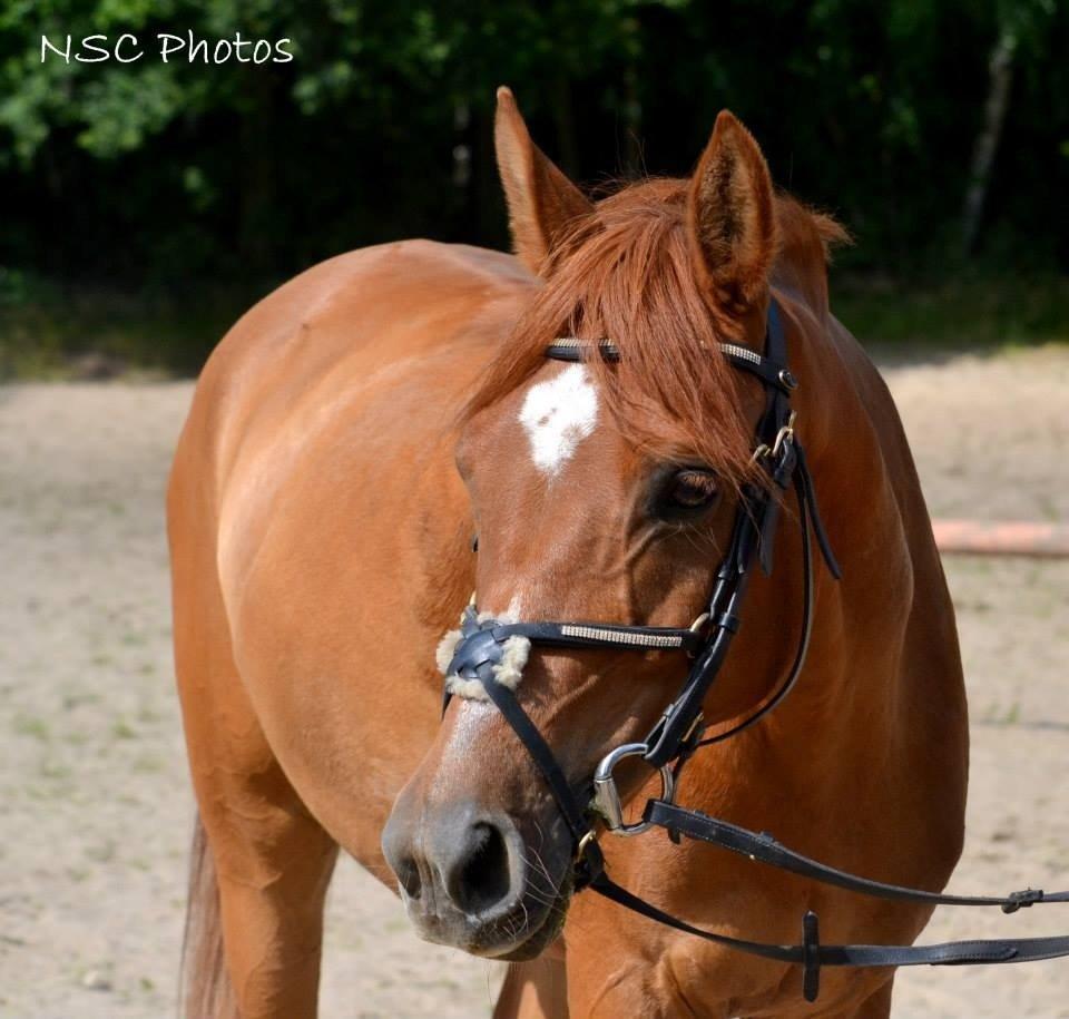 Anden særlig race Celina - Velkommen til Celina profil! :-) Foto: Natasha. 9/7 2013 billede 8