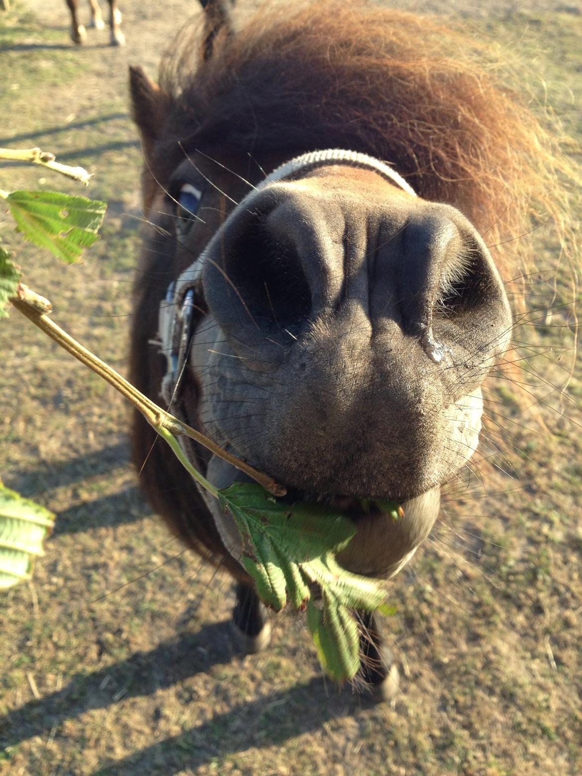 Shetlænder Kejser billede 1