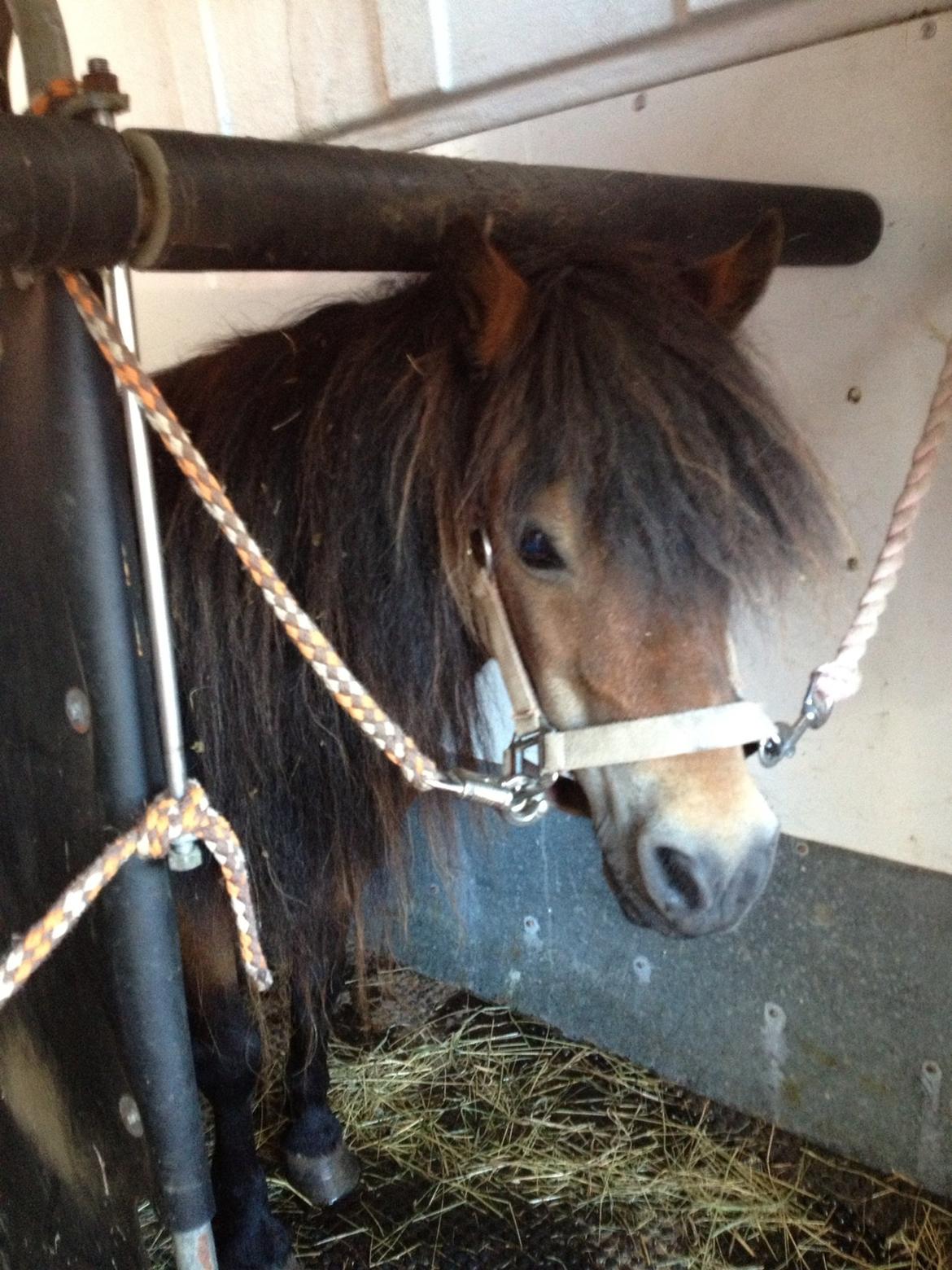 Shetlænder Kejser billede 2