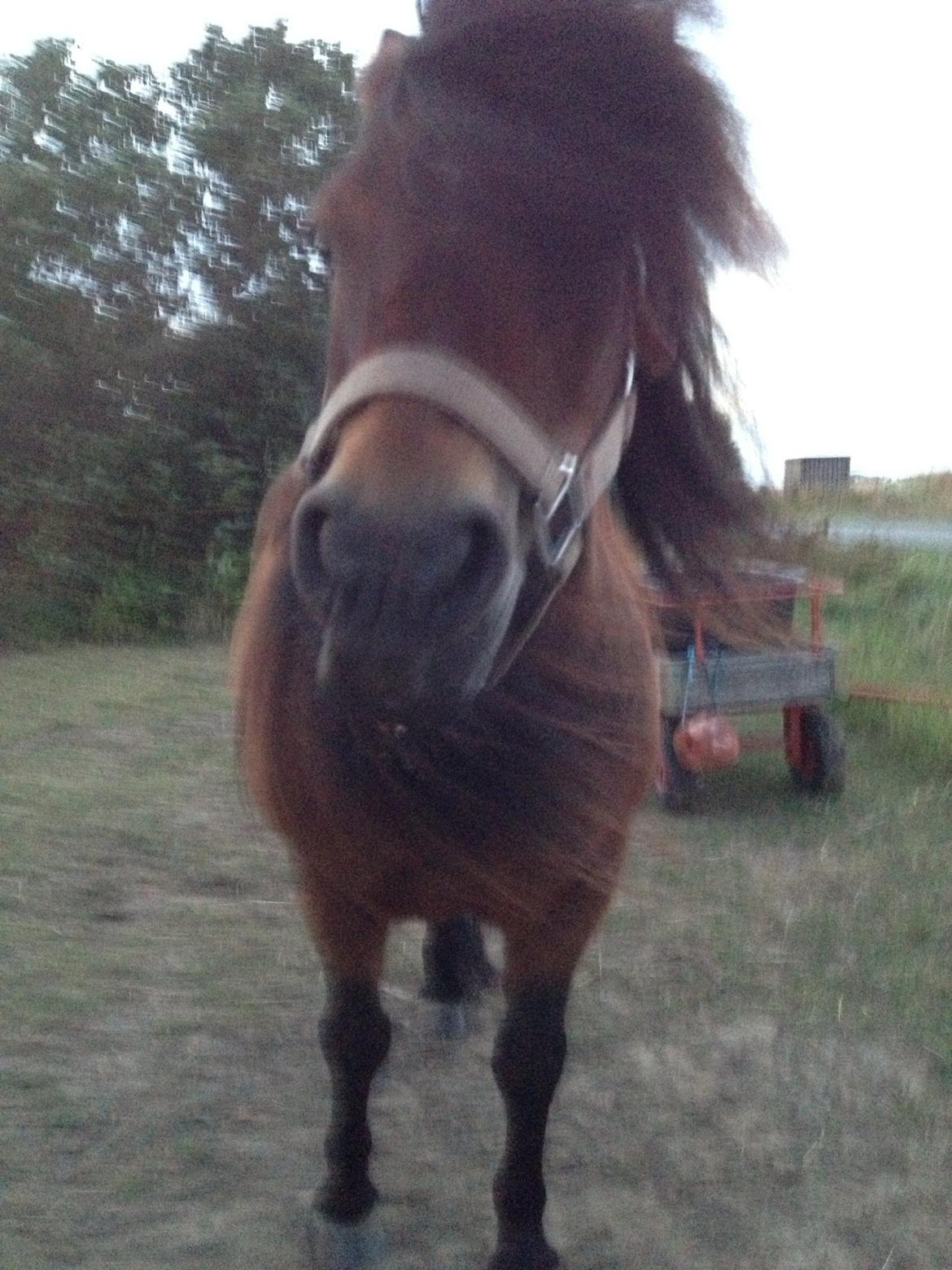 Shetlænder Kejser billede 4