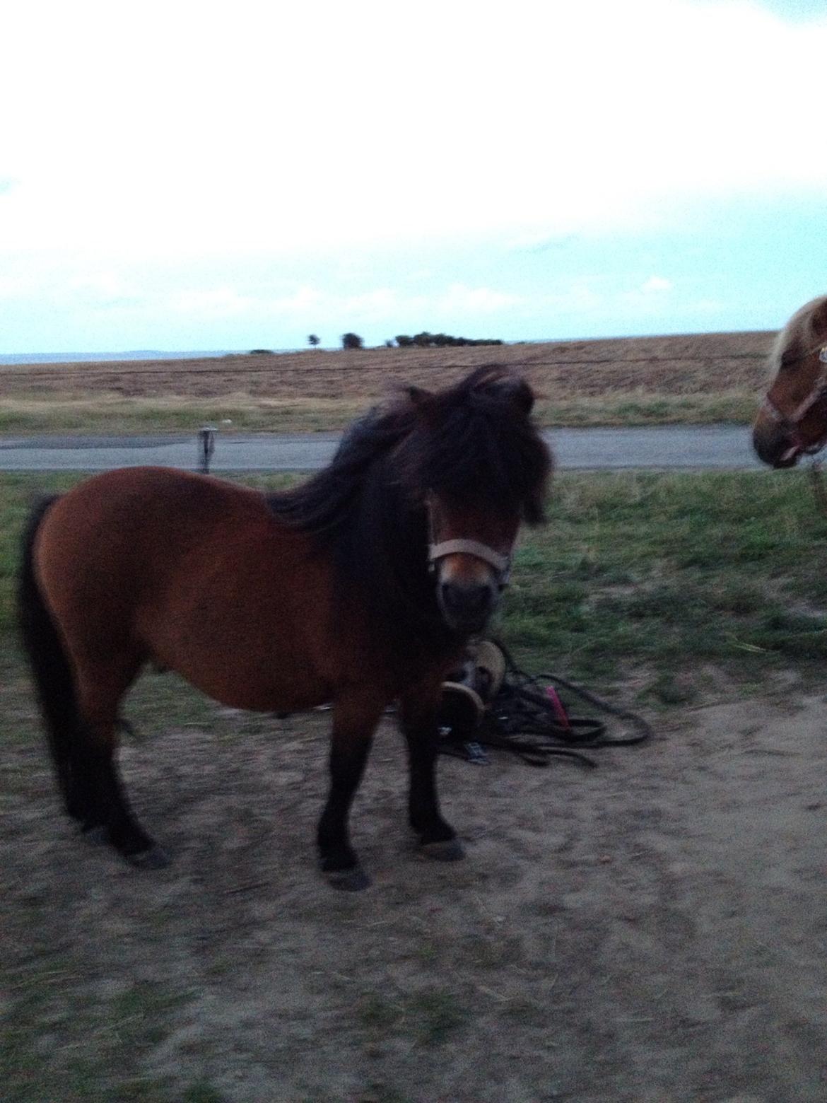 Shetlænder Kejser billede 5