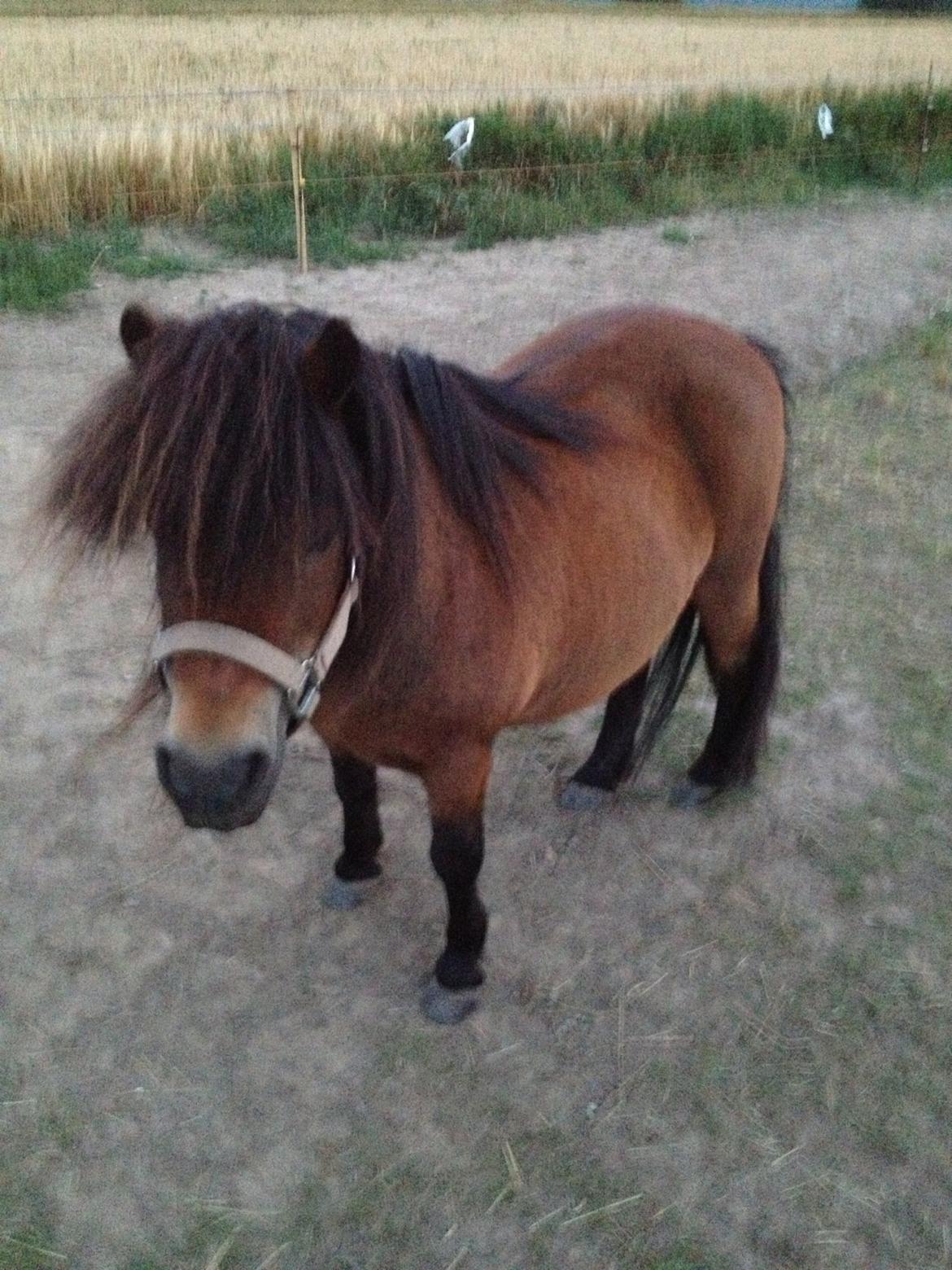 Shetlænder Kejser billede 6