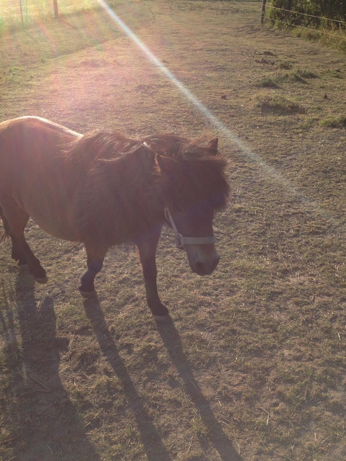 Shetlænder Kejser billede 7