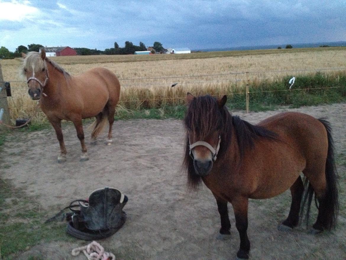 Shetlænder Kejser billede 8