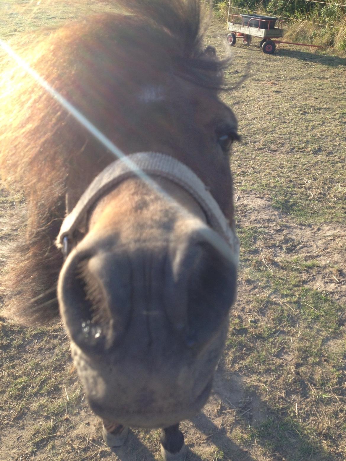 Shetlænder Kejser billede 9