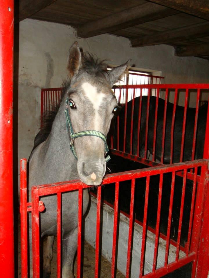 Barockpferd Nordlicht's Anarchy billede 18