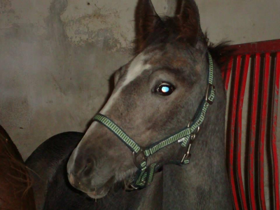 Barockpferd Nordlicht's Anarchy - Lækkert fjæs :D billede 19