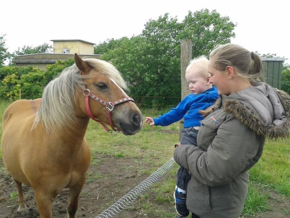 Haflinger Silla billede 1