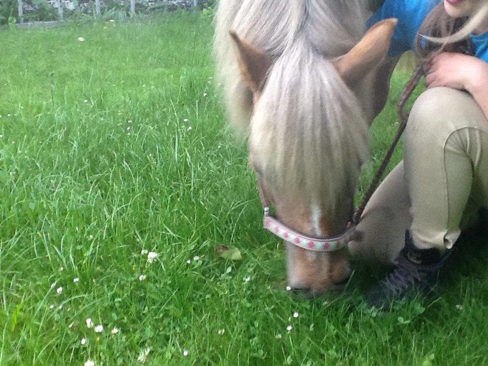 Haflinger Silla billede 2