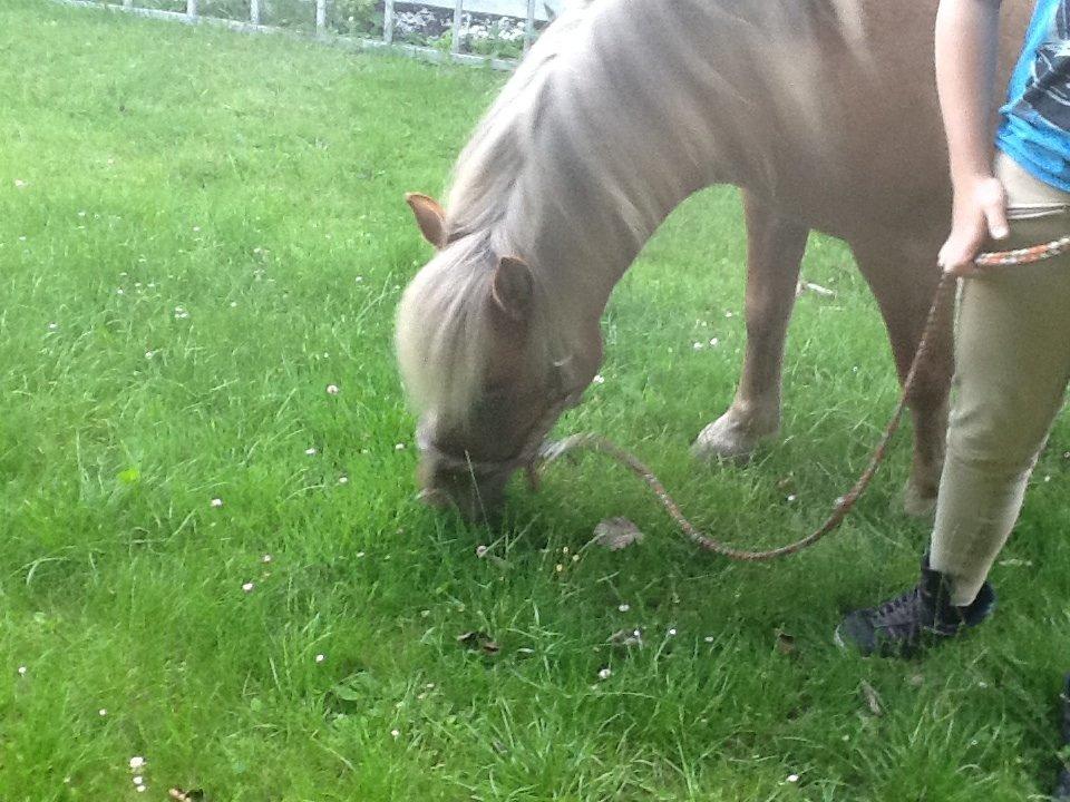 Haflinger Silla billede 3