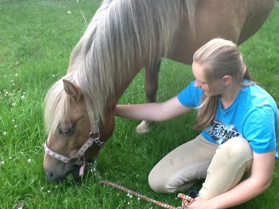 Haflinger Silla billede 4