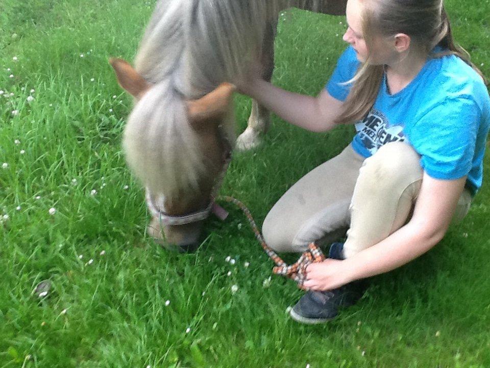 Haflinger Silla billede 5