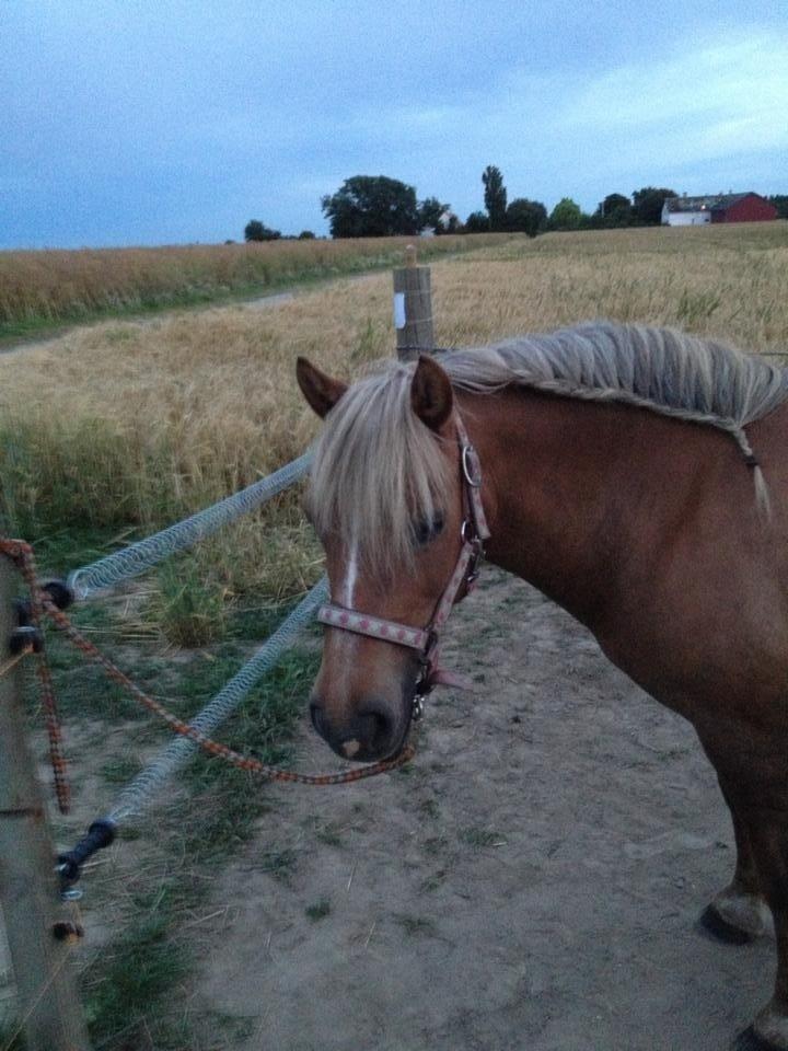 Haflinger Silla billede 6