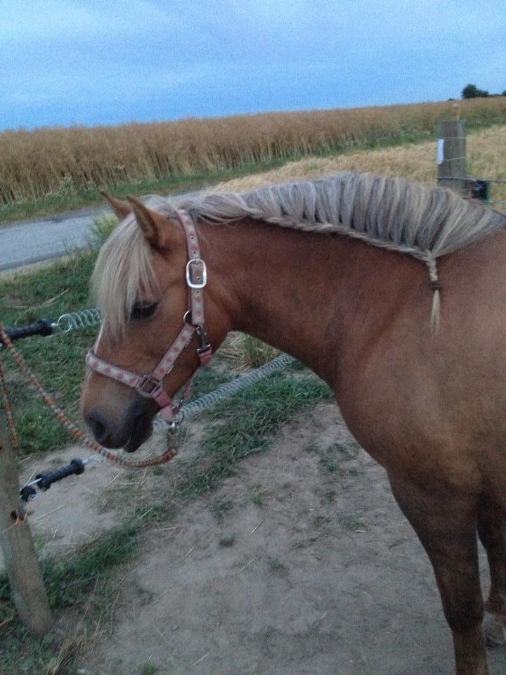 Haflinger Silla billede 7