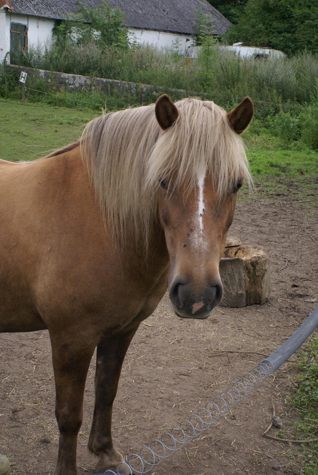 Haflinger Silla billede 8