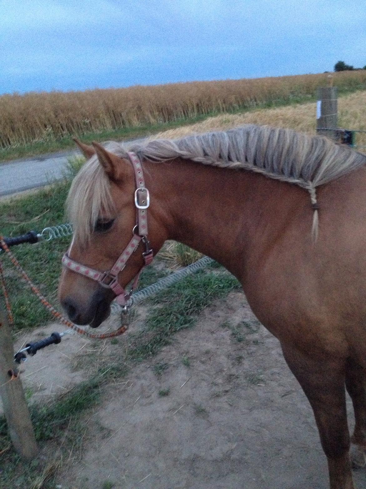 Haflinger Silla billede 9