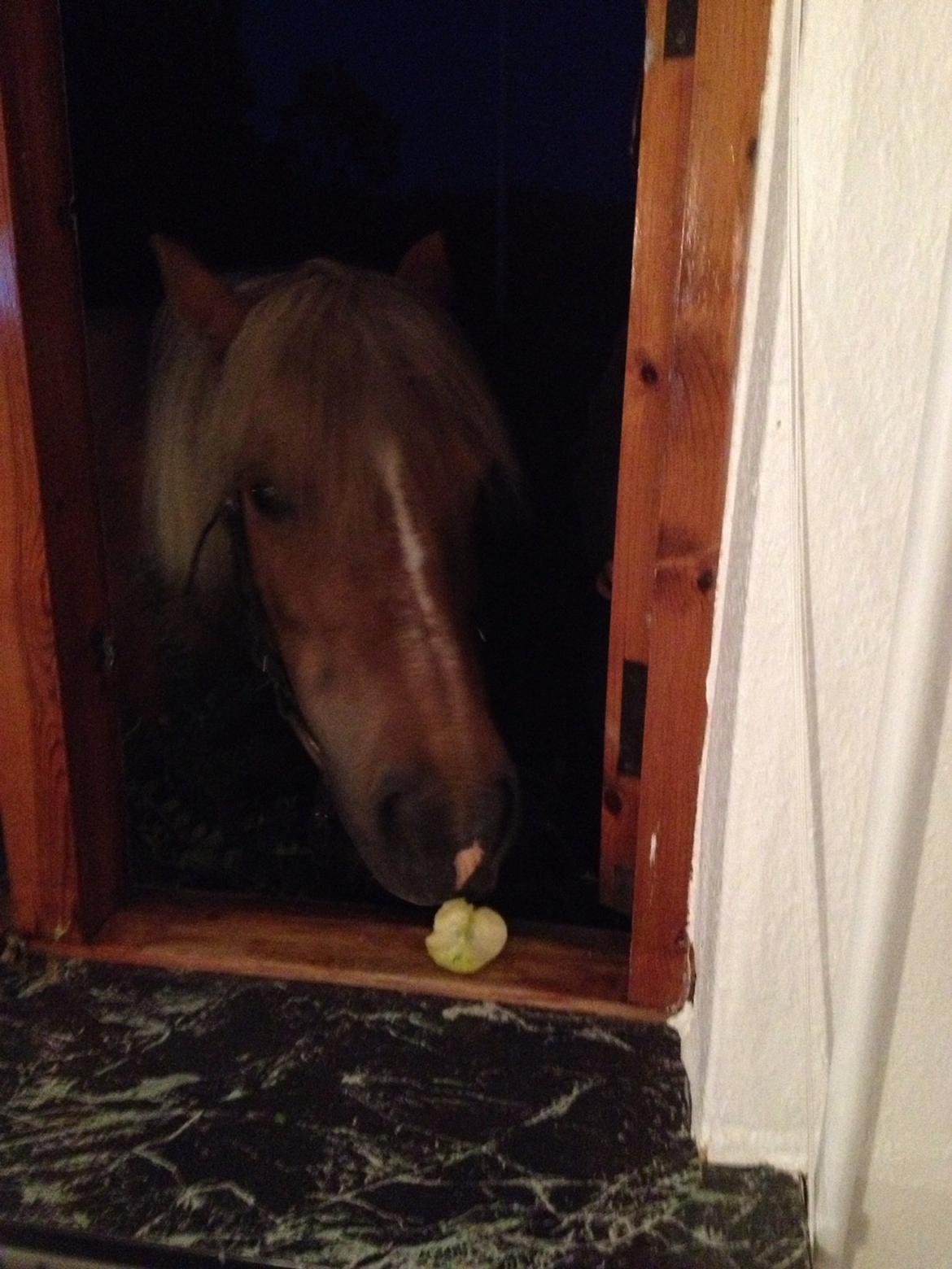 Haflinger Silla billede 11