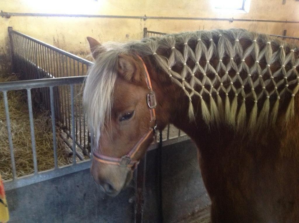 Haflinger Silla billede 12