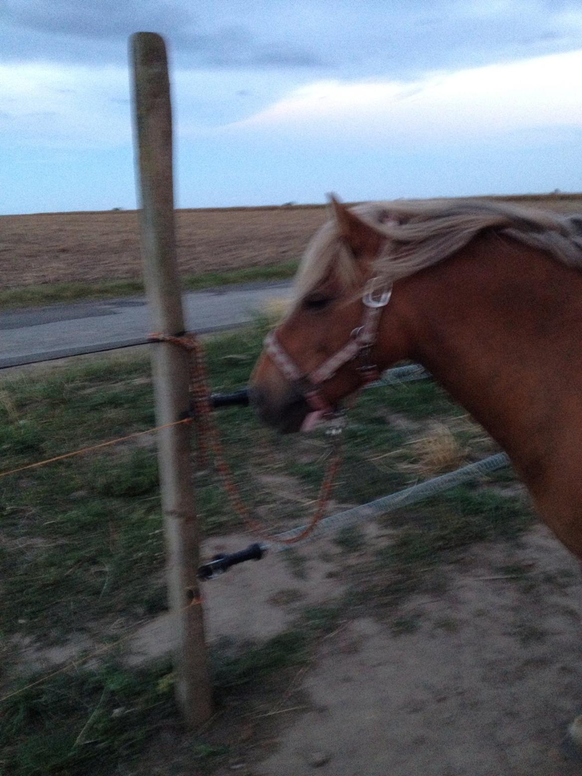 Haflinger Silla billede 13