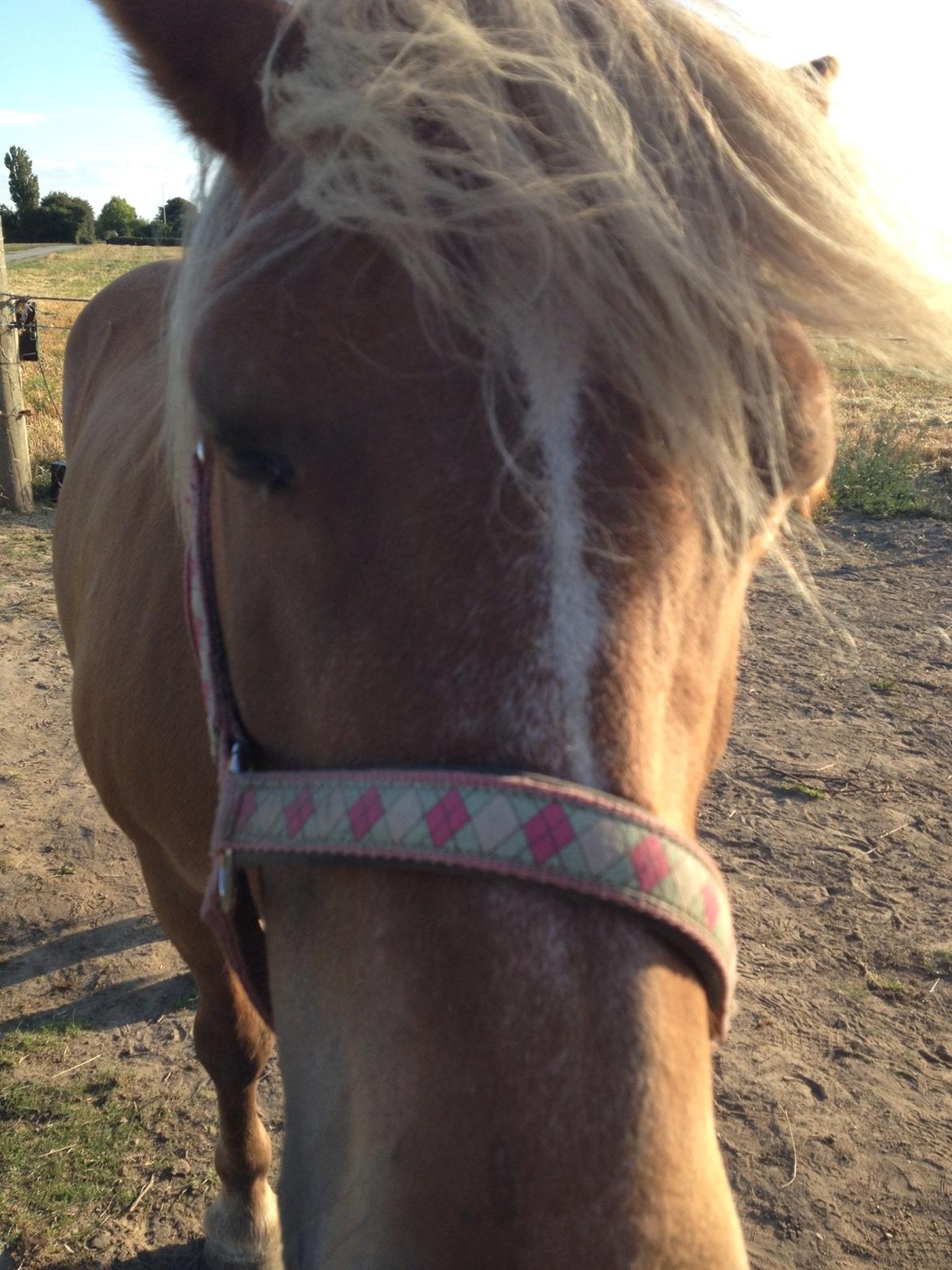 Haflinger Silla billede 14