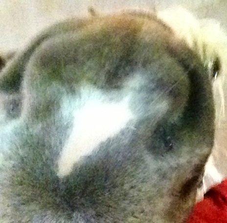 Haflinger Silla billede 15