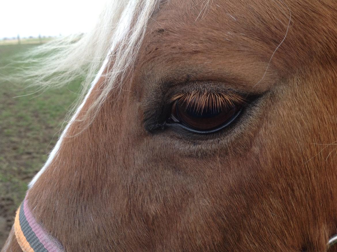 Haflinger Silla billede 16